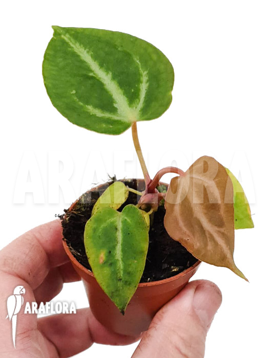 Anthurium crystallinum ’silver blush‘