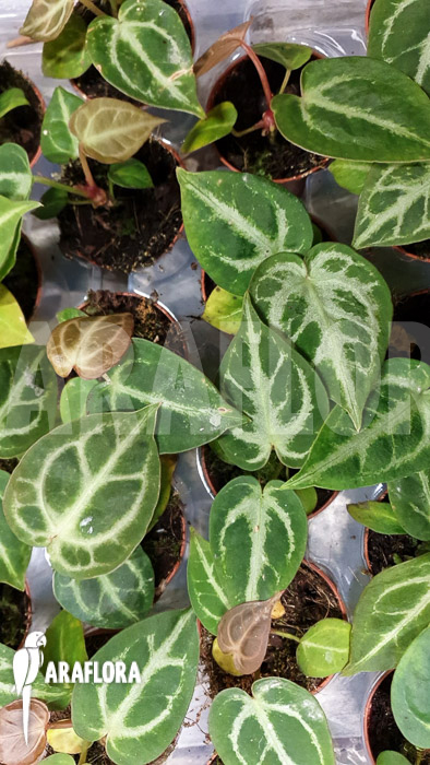 Anthurium crystallinum ’silver blush‘