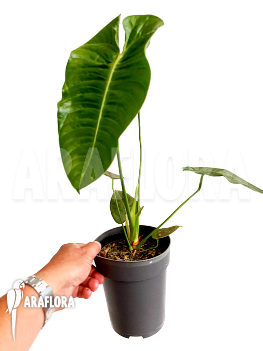 Anthurium veitchii