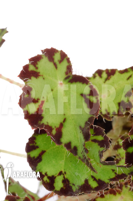 Begonia bowerae