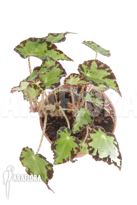 Begonia bowerae