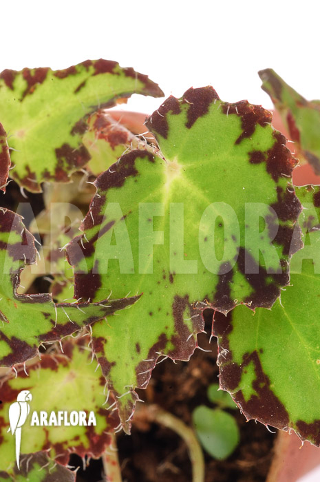 Begonia-bowerae-S-5