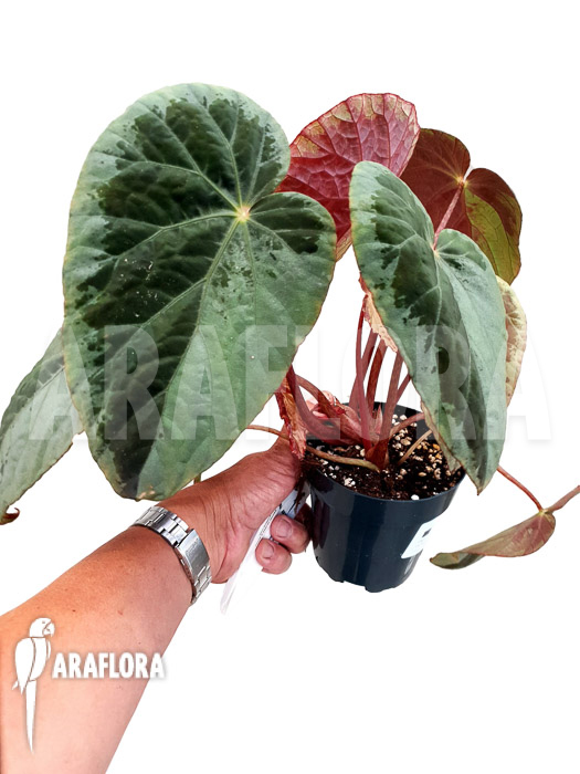 Begonia burkillii
