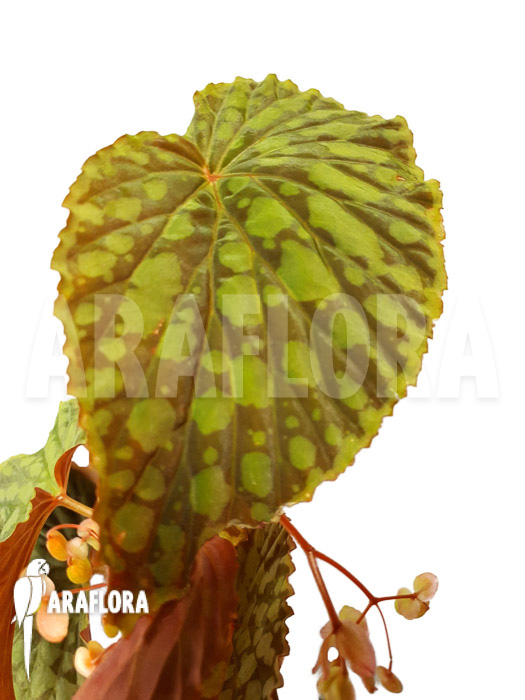 Begonia chlorosticta