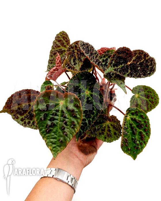 Begonia ferox ‚XL‘