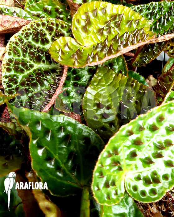 Begonia ferox ’starter‘