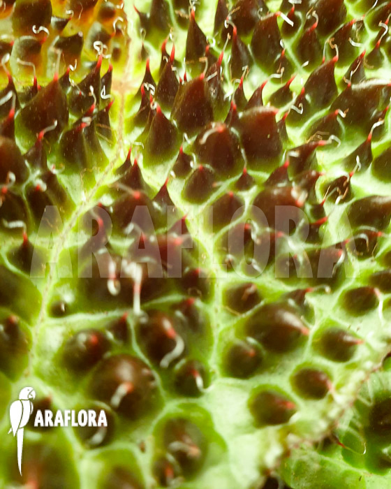 Begonia ferox ’starter‘
