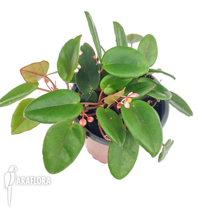 Begonia schulzei ‚Starter’2