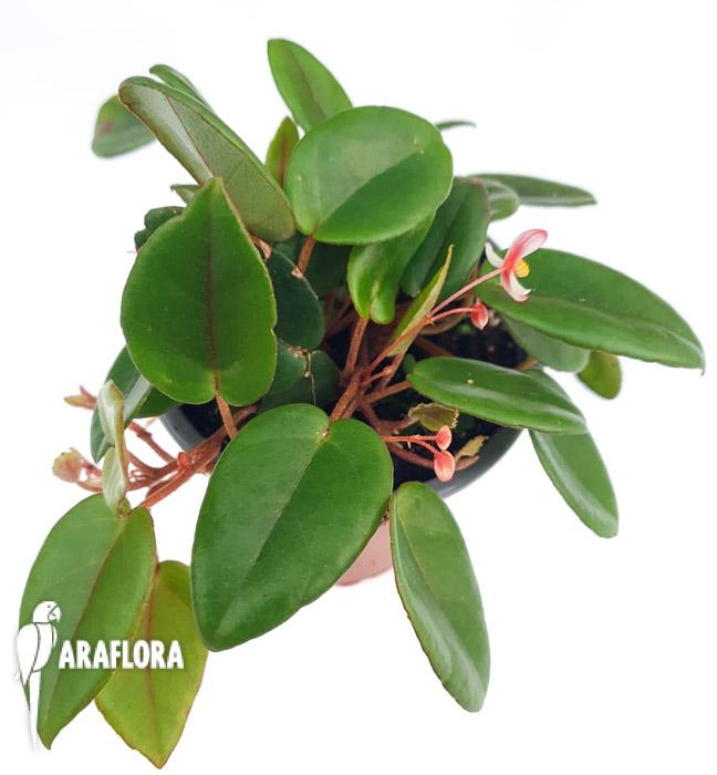 Begonia schulzei ‚Starter’3