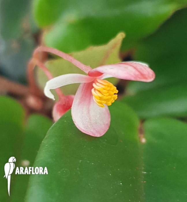 Begonia schulzei ‚Starter’4