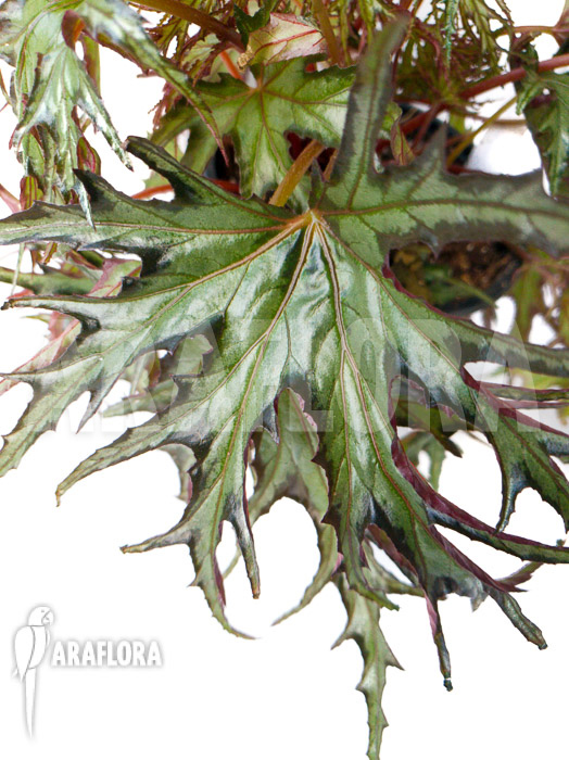 Begonia sp ‚India U614‘