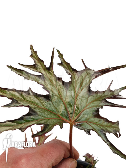 Begonia sp ‚India U614‘
