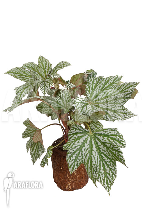 Begonia x ‚Silver Maples‘