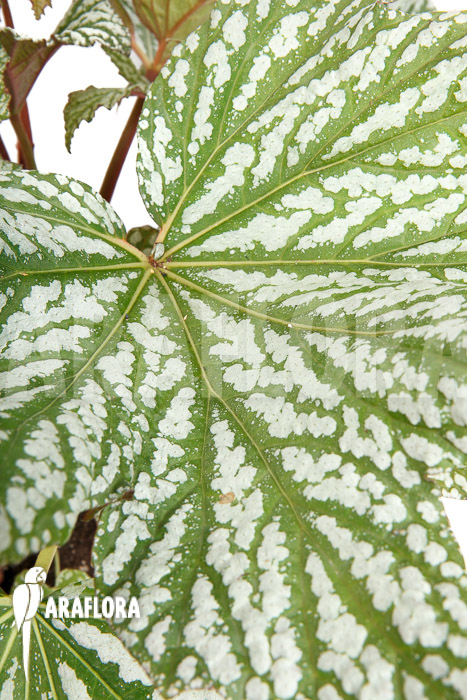 Begonia x ‚Silver Maples‘