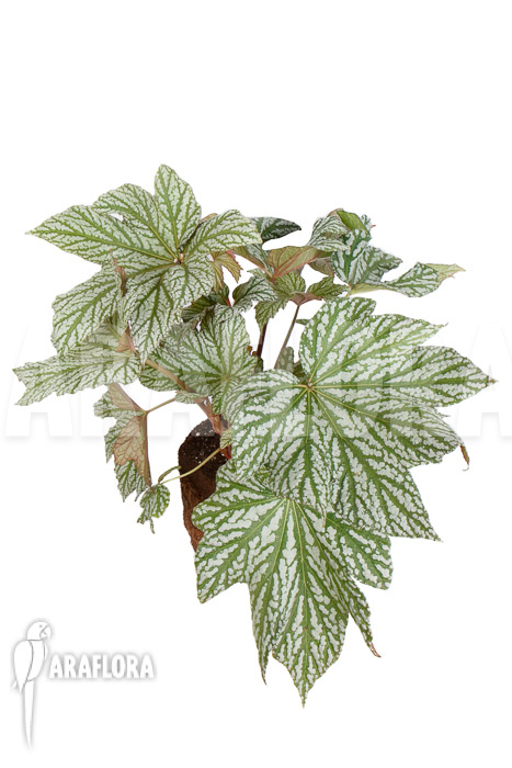 Begonia x ‚Silver Maples‘