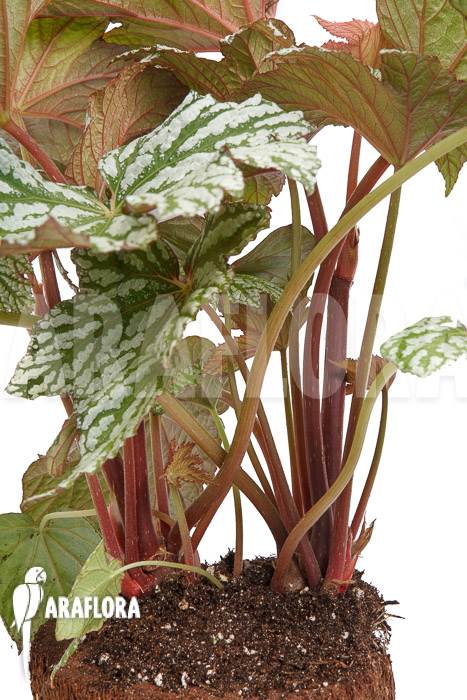 Begonia x ‚Silver Maples‘