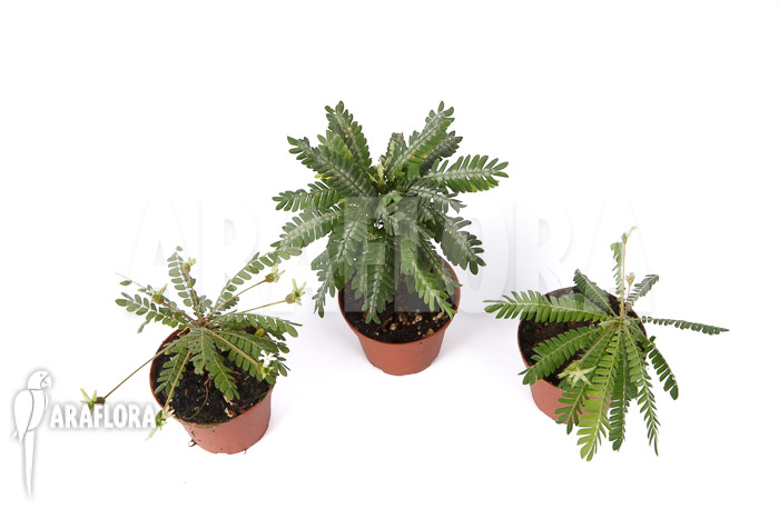 Biophytum Araflora Trio