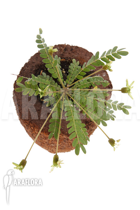 Biophytum sensitivum