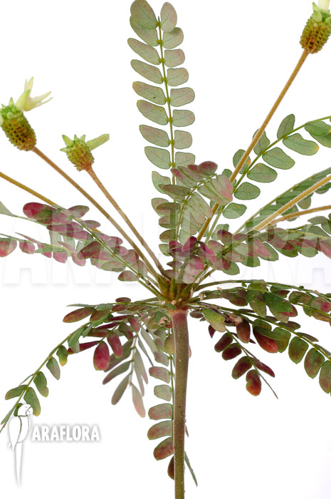 Biophytum-species-new-AN02-4