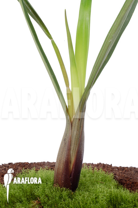 Brocchinia acuminata (Acapan)