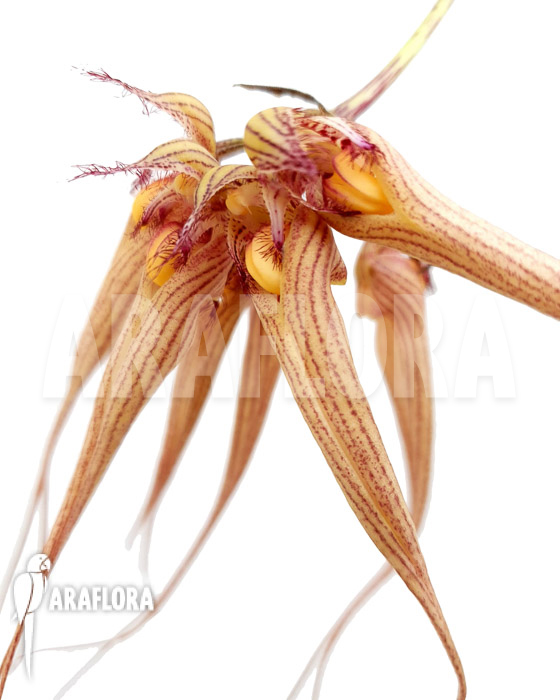 Bulbophyllum ‚Louis Sander‘