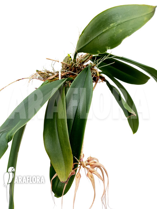 Bulbophyllum ‚Louis Sander‘