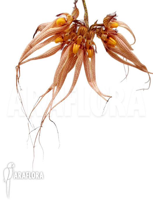 Bulbophyllum ‚Louis Sander‘