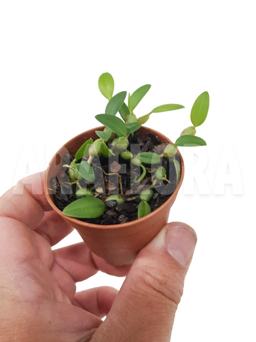 Bulbophyllum depressum