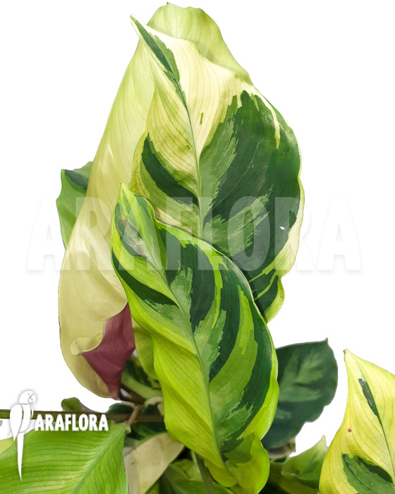 Calathea ‚Yellow Fusion‘