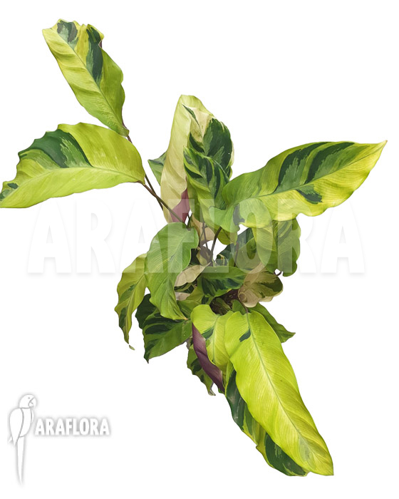 Calathea ‚Yellow Fusion‘