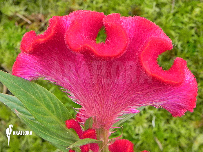 Celosia x Red Sea