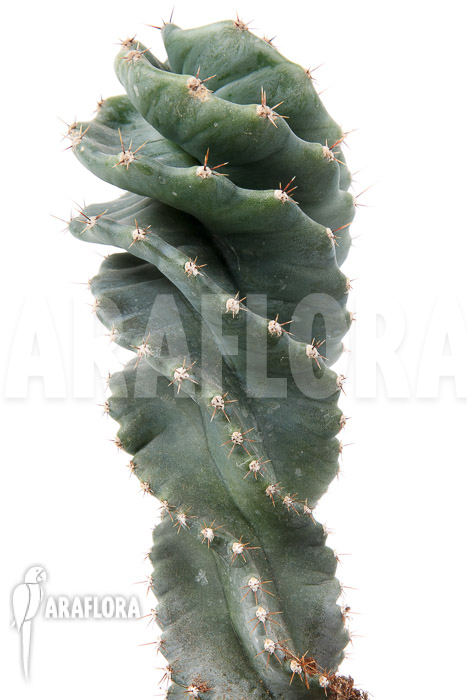 Cereus jamacaru