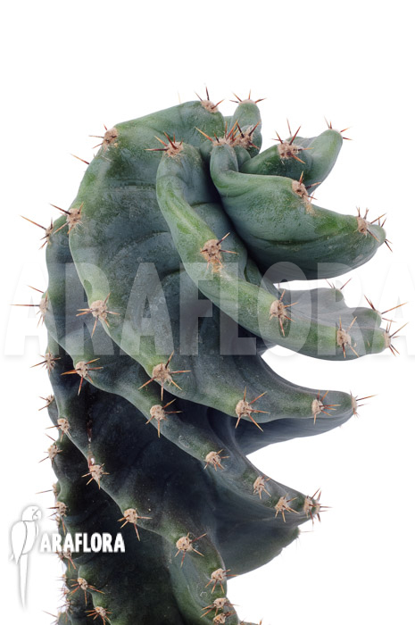 Cereus jamacaru