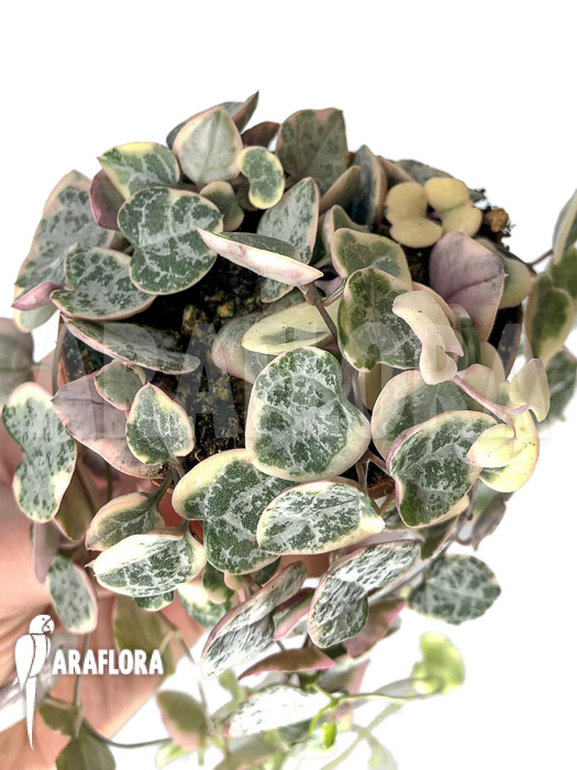 Ceropegia woodii ’string of hearts‘