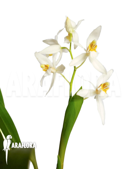 Coelogyne nitida