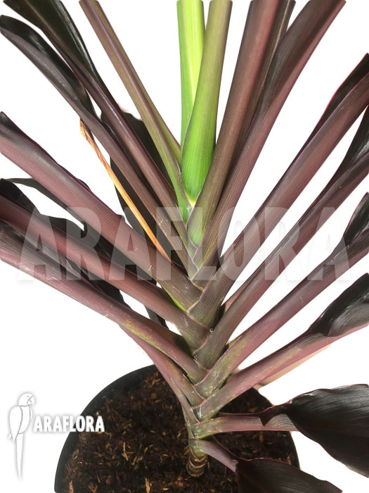 Cordyline peacock
