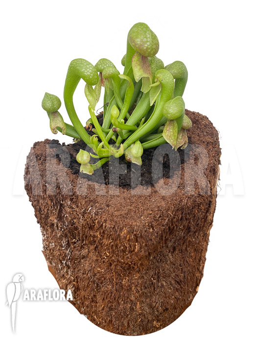 Darlingtonia californica ‚M‘ Type B