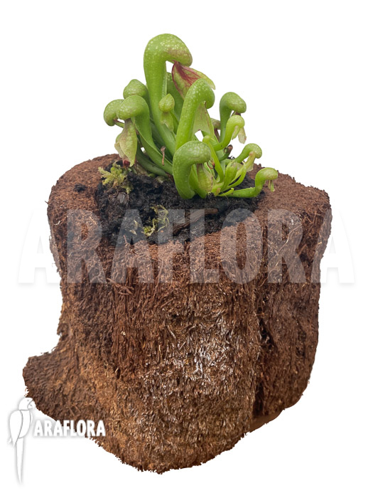 Darlingtonia californica ‚M‘ Type B