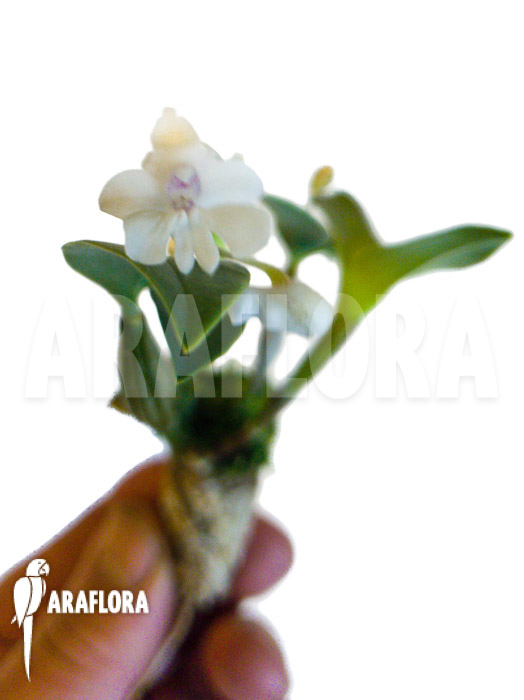 Dendrobium-aberans-2
