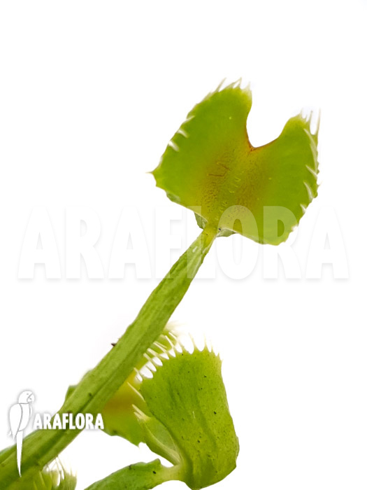 Dionaea muscipula ‚Splash‘