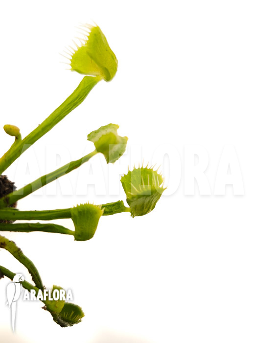 Dionaea muscipula ‚Splash‘