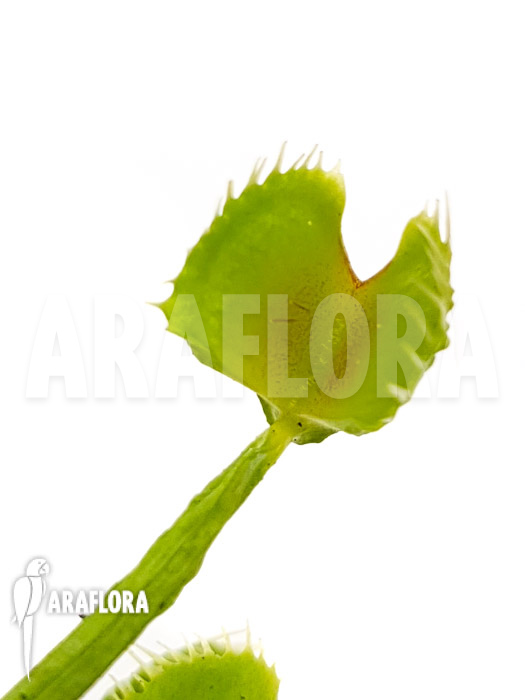 Dionaea muscipula ‚Splash‘