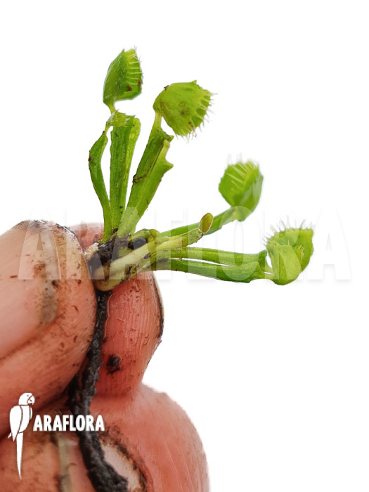 Dionaea muscipula ‚Splash‘ ‚Medium‘