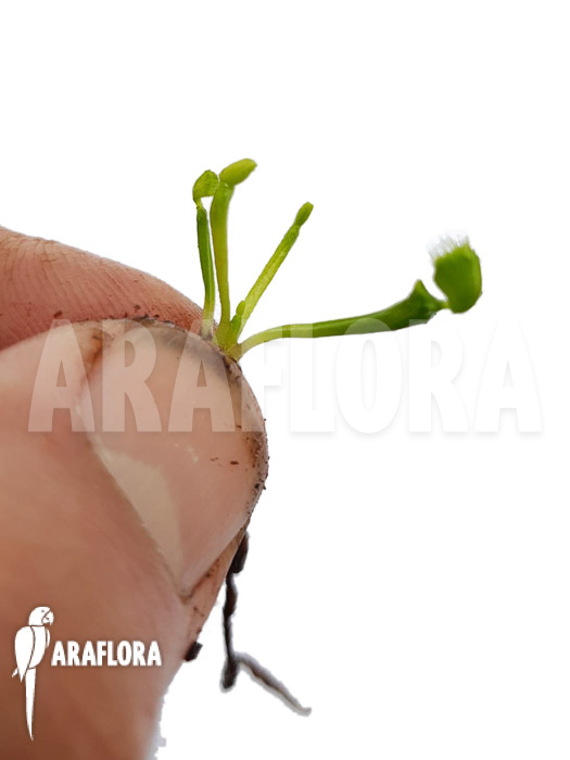 Dionaea muscipula ‚Splash‘ ‚Starter‘