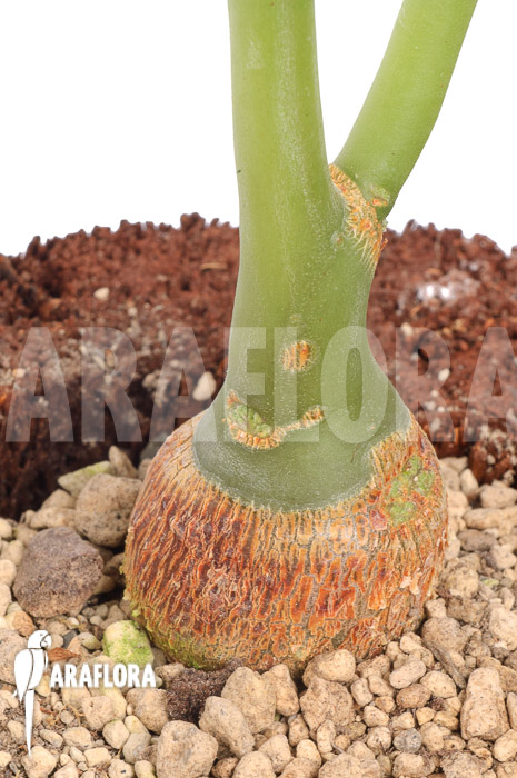 Dorstenia zanzibarica