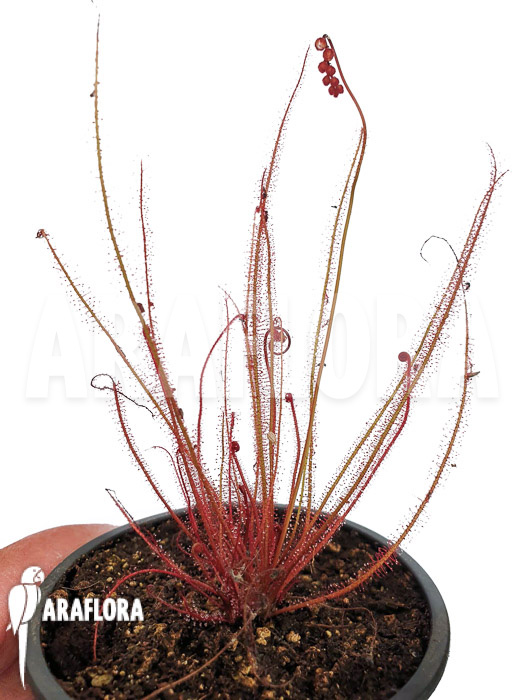 Drosera filiformis var. tracyi