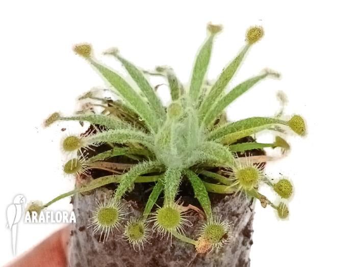 Drosera ordensis ’starter‘