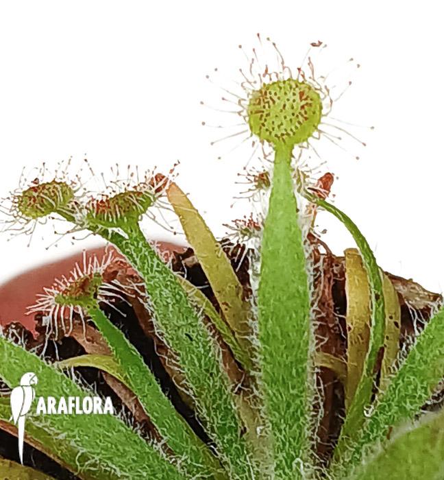 Drosera ordensis ’starter‘
