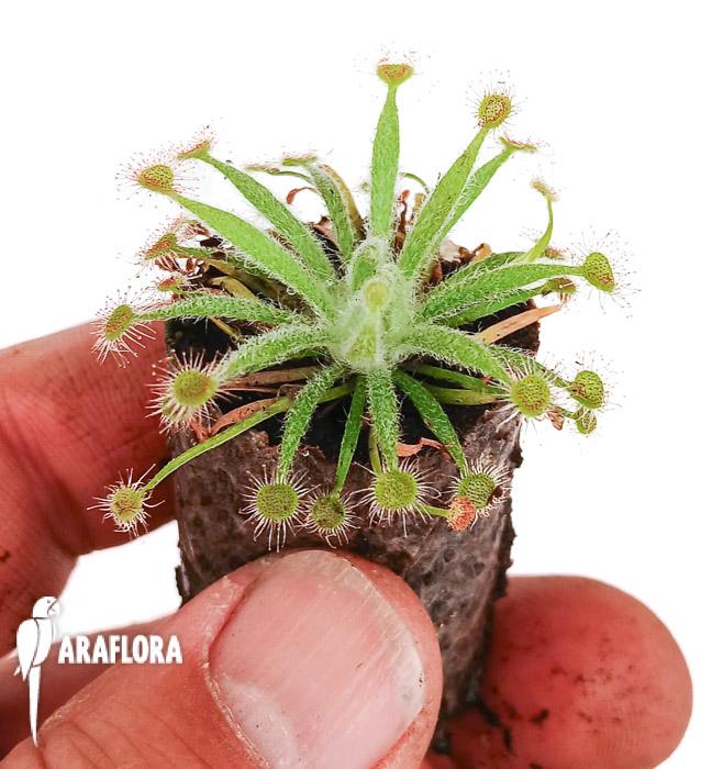 Drosera ordensis ’starter‘