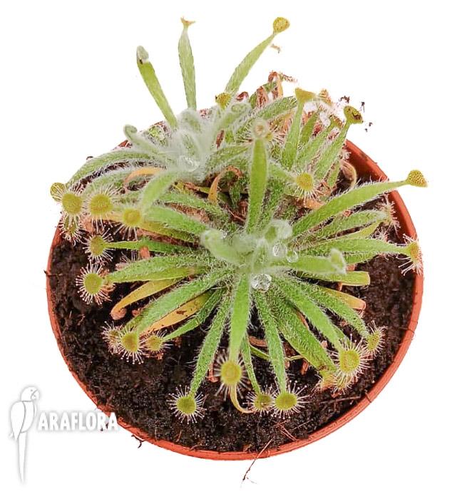 Drosera ordensis ’starter‘
